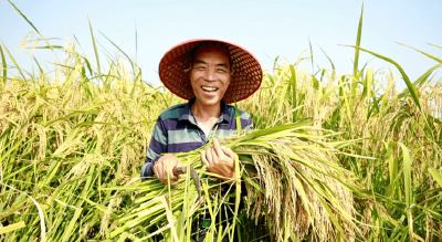 公安县：攥紧“金色种子” 开拓产业新篇