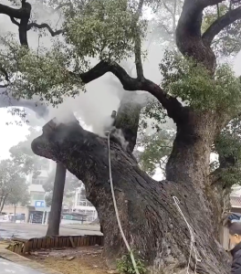 痛心！树龄1200年古樟持续燃烧7小时，只因俩小孩随手扔爆竹……