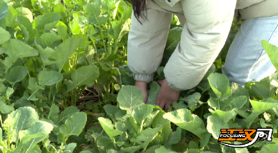 石首：农技人员开展田间普查科学指导病害防控