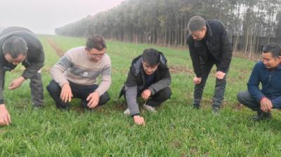 从“高级农艺师”到“省级示范户”：一位荆州返乡创业者的“粮满仓”答卷