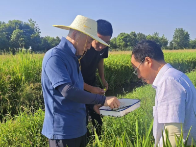 荆州“田秀才”娄兵：躬耕三十余载 守护一方粮田