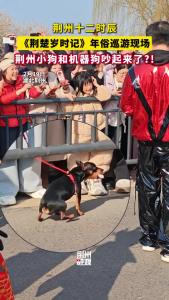 什么！《荆楚岁时记》年俗巡游现场 荆州小狗和机器狗吵起来了？