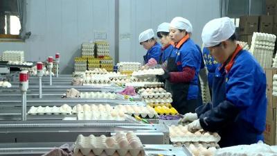 启航“十五五” 奋战开门红 | 次日清晨上桌！公安鲜蛋成港澳市场“香饽饽”