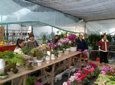 石首：年宵花热销添年味 “美丽经济”迎旺季