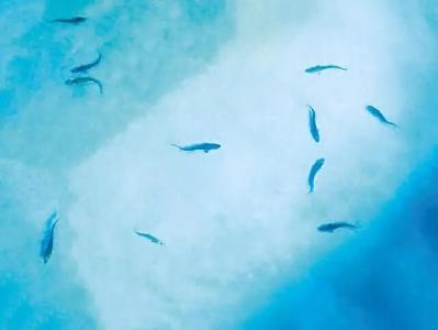 重大突破！中华鲟在长江野外“生娃”了