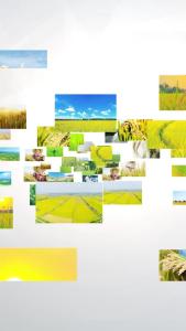 “水润荆楚 江米如珠” 江汉大米祝荆州人民新春快乐!