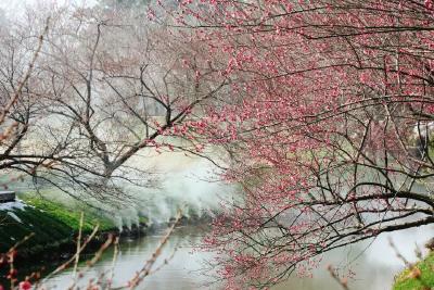 寻香荆州区！三条赏梅精品路线，随手一拍都是大片