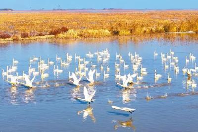 《湖北日报》头版关注荆州