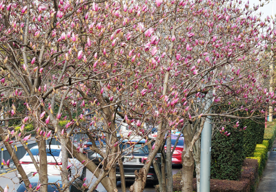 春意闹枝头！江津路玉兰“报春” 满城尽飘清香