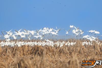 监利市首次记录到世界濒危物种东方白鹳