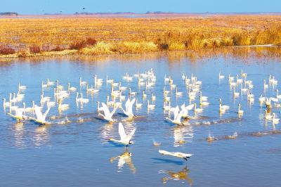 湖北日报头版刊发《水清了 鸟多了 藕更甜了 长江荆江段及洪湖流域“山水工程”竣工》