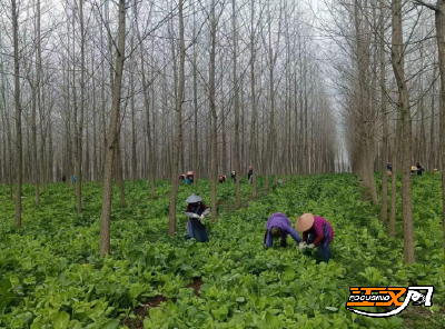 石首市久合垸乡：鲜嫩菜苔销港澳 林间经济促增收