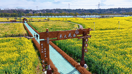 木天河村七彩油菜花盛放 吸引市民游客踏春赏景