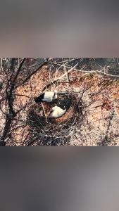 洪湖保护区首次监测到东方白鹳筑巢繁殖