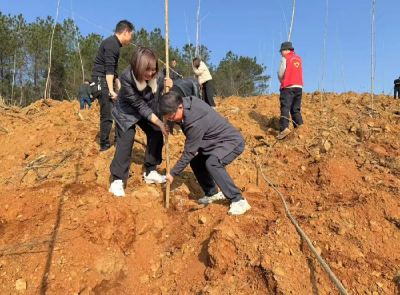 春回大地万物苏 植树添绿正当时 松滋市王家桥镇开展义务植树活动