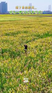 接下来的荆州，许你一万次的春和景明！