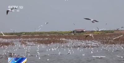修复河口、恢复植被 湖北洪湖加快水系治理改善生态