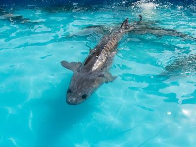 第六个中华鲟保护日 55万尾中华鲟放归长江