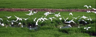 荆州公安县：水清、岸绿、万鸟飞......解锁崇湖新颜值！