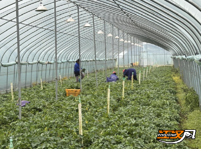 石首市笔架山街道：大棚苕尖抢“鲜”上市 丰富市民菜篮子