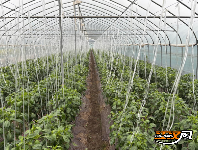 石首市笔架山街道：螺丝椒喜迎丰收 奏响春日“椒”响曲