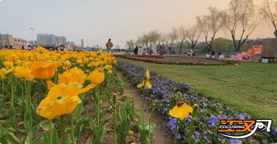 文明赏花莫“伤花”！别让荆州花海“泪满襟”