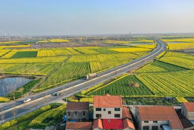 湖北江陵：人居花丛中 车在花海行