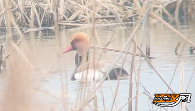 洪湖保护区首次发现赤嘴潜鸭