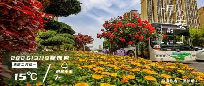 早安·荆州丨擅自砍伐5棵树，荆州相关部门找上门 