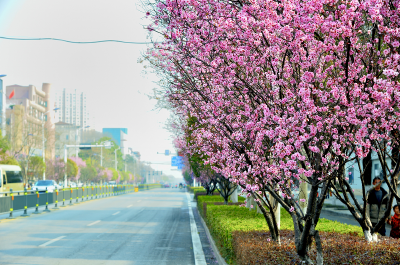 春满鹤城 繁花似锦 江陵城管邀您共赴一场春日花事