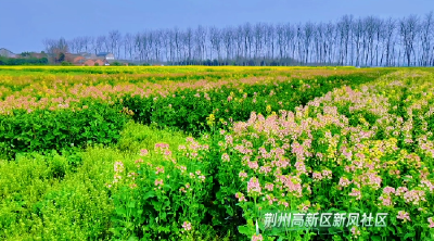 荆州高新区：春日“调色盘”引客来 多彩油菜花进入盛花期