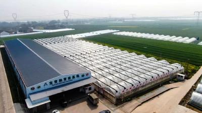 松滋：育苗基地，“甜蜜希望”绿意盎然