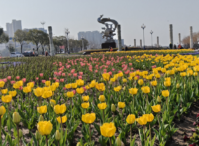 【办实事 在行动】荆州市“万盆鲜花送市民”20日开启 赏郁金香、免费领花、看NPC巡游……