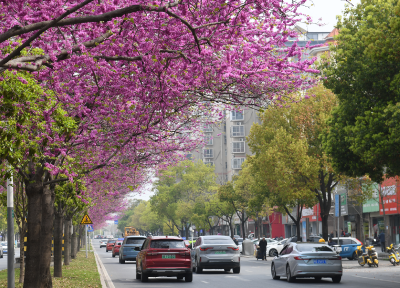 沙市区武德路：800株紫荆盛放