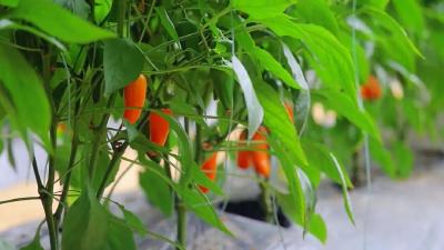 松滋智慧大棚里，满是“新板眼”