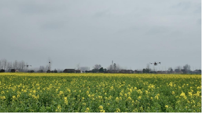 石首市启动油菜“一促四防” 筑牢夏油丰收基础