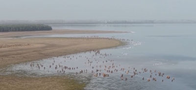 麋鹿“回家”四十年改回中国名