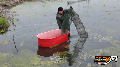 荆州石首：生态养殖“清水虾” 绘就春日丰收景