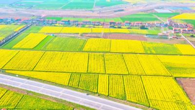 江陵县：激活油菜产业财富密码