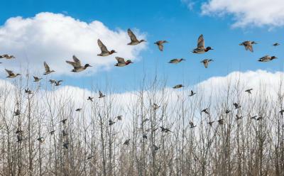 公安县：数千野鸭群栖虎渡河 