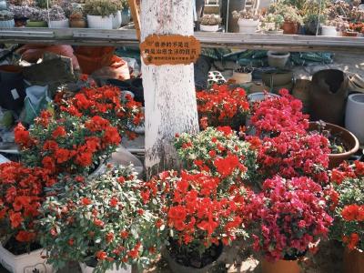 来荆州，把春天“打包”回家