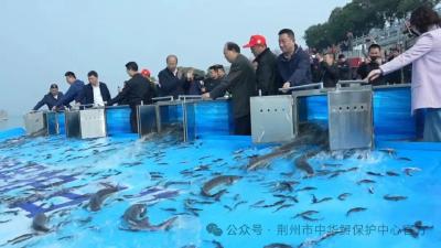 50.2万尾中华鲟，从荆州“回家”！