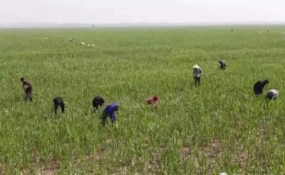 他唤醒石首的春天滋味