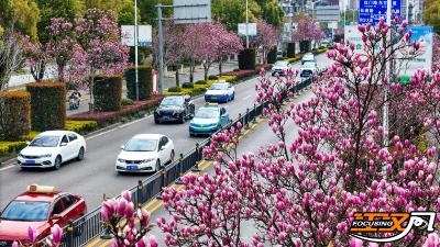 一路繁花，满城飘香！这份荆州春日赏花地图请收好，周末就去打卡！