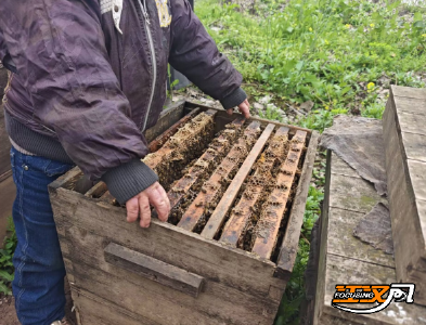 荆州石首：甜蜜事业酿出致富新希望