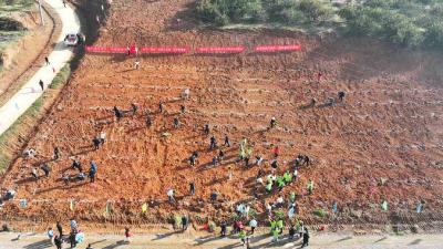 松滋市万家乡：植树节栽下“致富树” 小柑橘做出大文章