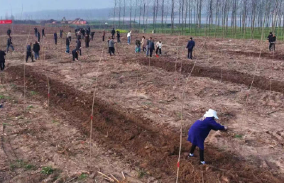 松滋：让绿色福祉在春天里蓬勃生长