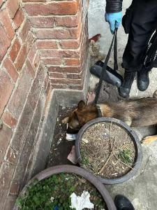 荆州监利：“汪汪队”立大功！20分钟找回7000元