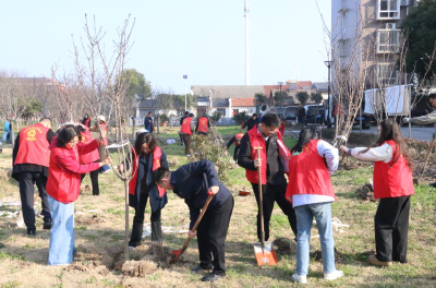 江陵县六合垸：樱花谷添新绿 干群携手补栽晚樱 
