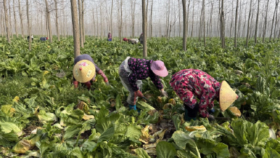 石首市：600亩芥菜喜丰收 “冬闲田”巧变“增收田